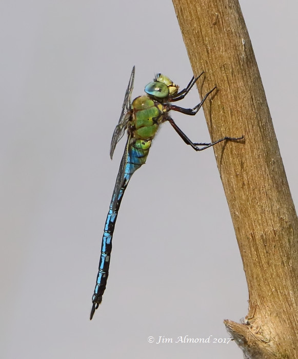 sbgallery Emperor Dragonfly VP 20 6 17 1O8A1683.jpg